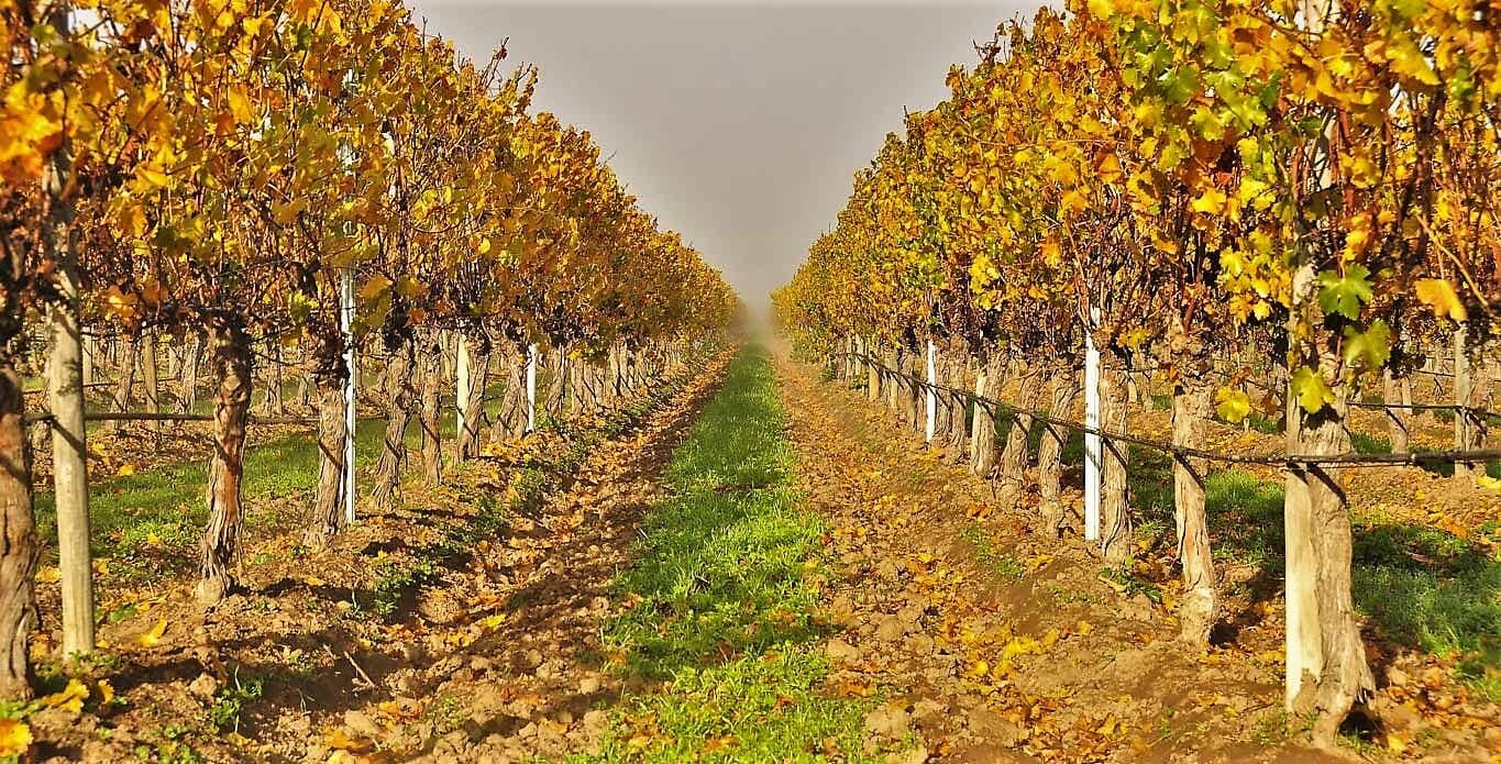 Vinícola Concha y Toro